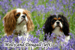 Molly And Dougall