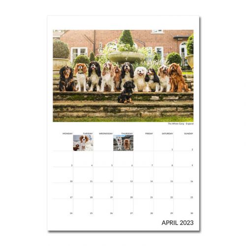 Cavalier King Charles Spaniel Calendar 2023