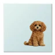Just Our Cavapoo Glass Coaster