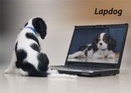 Lapdog Laptop Blank Notelet Cards